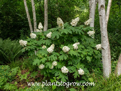 Snow Queen Hydrangea (Hydrangea quercifolia)
